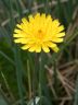 Dandelion(s), Canada Stock Photos