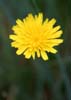 Dandelion(s), Canada Stock Photos