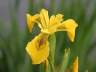 Flowers, Canada Stock Photographs