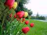 Tulips, Canada Stock Photographs