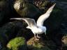 Flying Seagull(s), Canada Stock Photos