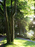 Park Trees, Canada Stock Photographs