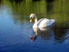 Swans, Canada Stock Photographs