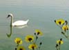 Lost Lagoon Swans, Stanley Park Vancouver