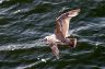 Flying Seagull(s), Vancouver Wildlife