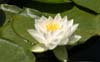 Lotus, Canada Stock Photographs