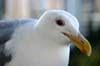 Seagull, Vancouver Wildlife