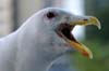 Seagull, Vancouver Wildlife