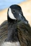 Canadian Geese, Lost Lagoon