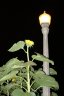 Sunflower(s), Vancouver Parks