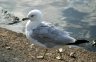 Seagull, Canada Stock Photos