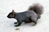 Squirrel, Canada Stock Photos