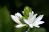 Flowers, Canada Stock Photos