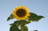 Sunflower(s), Vancouver Gardens