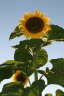 Sunflower(s), Vancouver Gardens