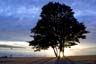 Tree, Canada Stock Photographs