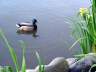 Mallard Duck, Vancouver Gardens