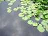 Water Lily, Canada Stock Photographs