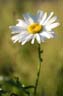 Daisy, Vancouver Gardens