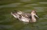 Wild Life, Canada Stock Photographs