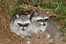 Raccoons, Stanley Park