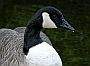 Canada Goose, Canada Stock Photographs