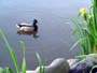 Baby Ducks, Canada Stock Photographs