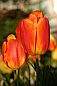 Tulips, Vancouver Gardens