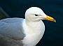 Vancouver Stock Pictures, SeaGull Pictures