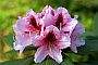 Rhododendron, Vancouver Gardens