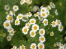 Daisy, Vancouver Gardens