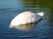 Swan, Canada Stock Photos