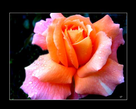 slideshow