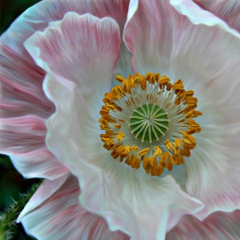 slideshow