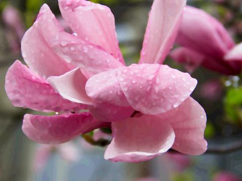 slideshow