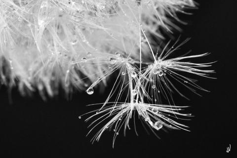 slideshow