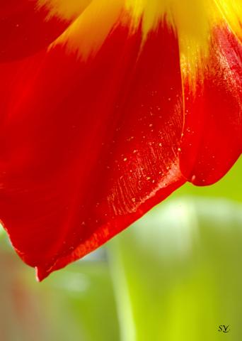 slideshow