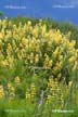 Wildflowers, Canada Stock Photos