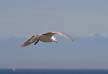 Seagull Flying, Canada Stock Photos