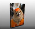 An adorable little dog in a pumpkin costume for Halloween An adorable little dog in a pumpkin costume for Halloween